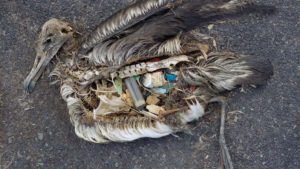 Albatros overleeft plastic soep niet