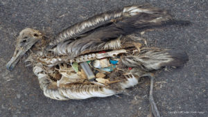 Plastic maaginhoud Albatros kuikens